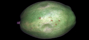 基于高光谱成像技术的水果损伤与农药残留检测研究